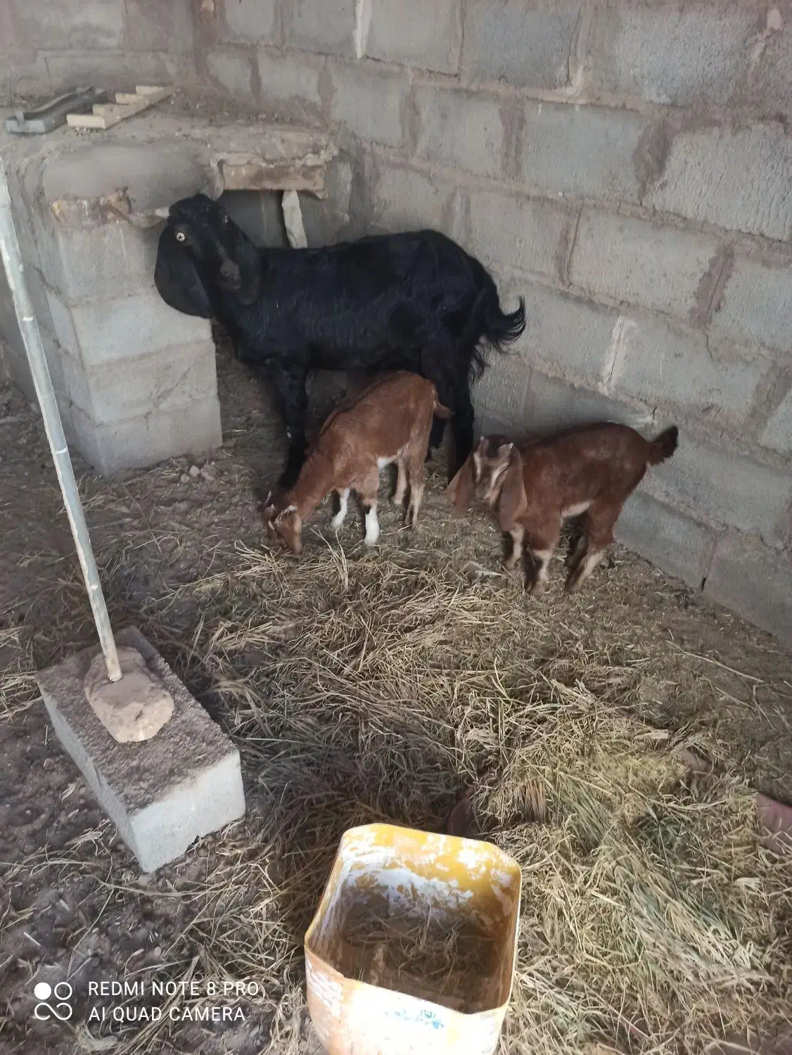 بزکره|حیوانات مزرعه|فردوس (کرمان), |دیوار