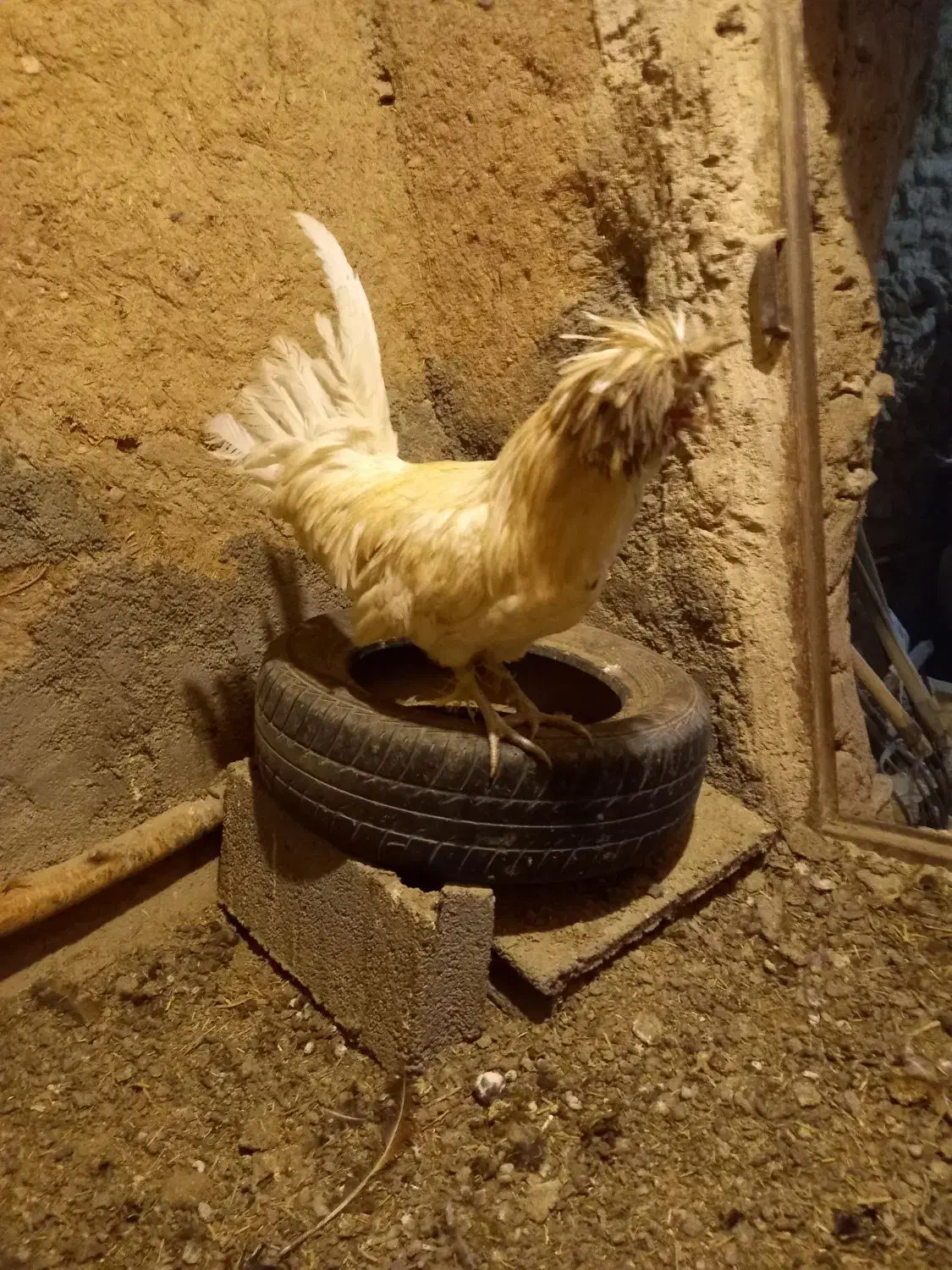 مرغ،اردک،خرگوش|حیوانات مزرعه|دهگلان, |دیوار