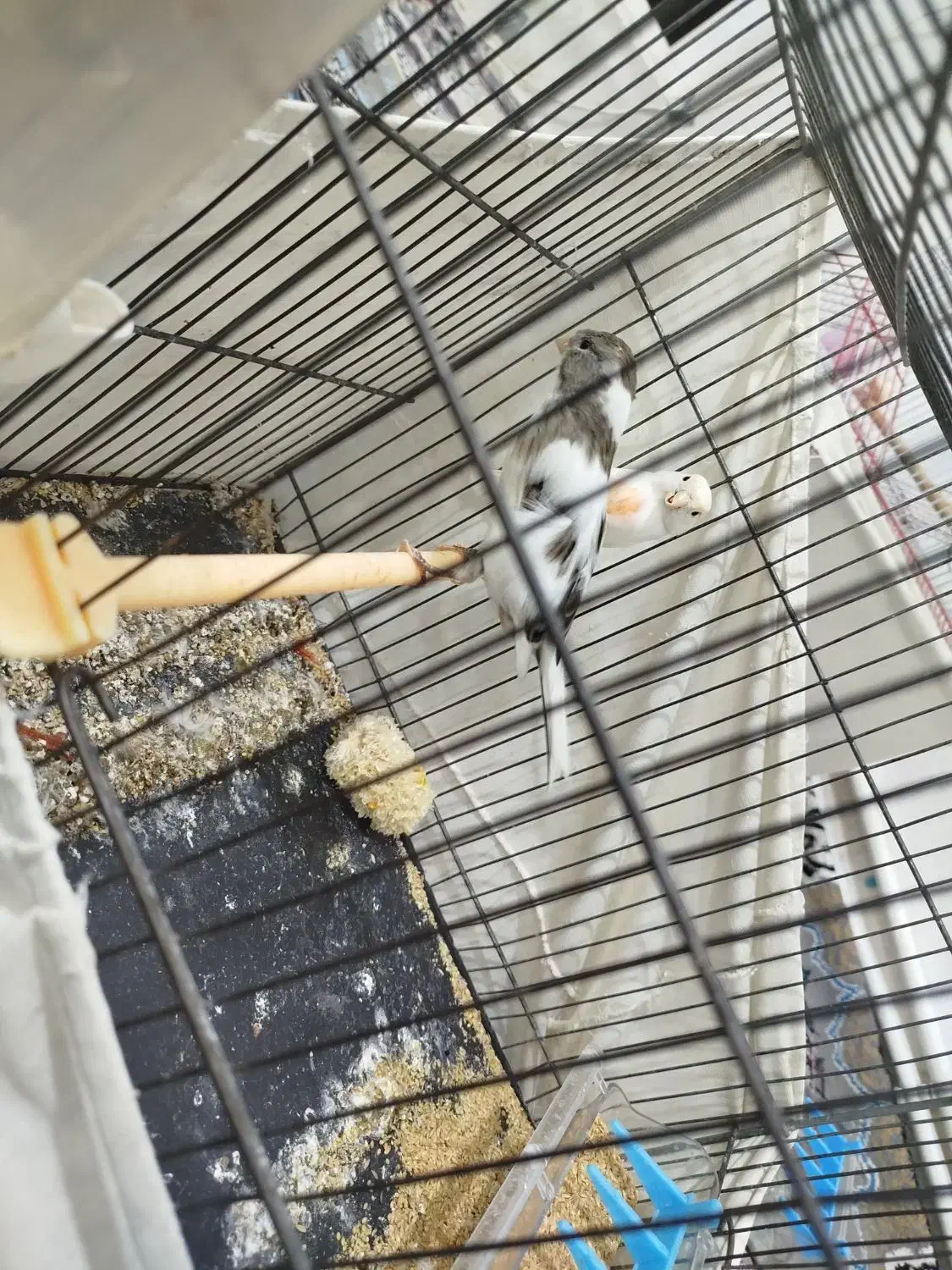 قناری ماده|پرنده|ری, شهادت|دیوار