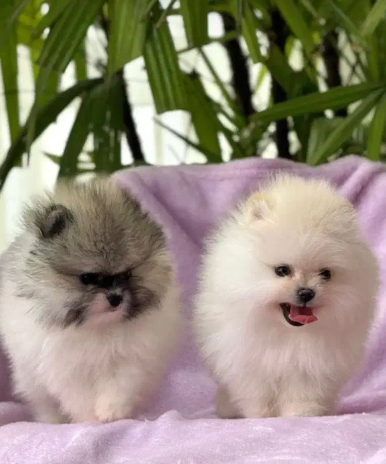 توله سگ فانتزی ریز|سگ|شیراز, معالیآباد|دیوار