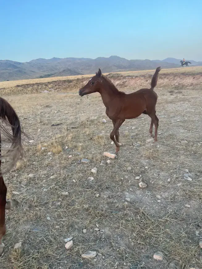 کره اسب عرب|اسب و تجهیزات اسبسواری|زنجان, |دیوار