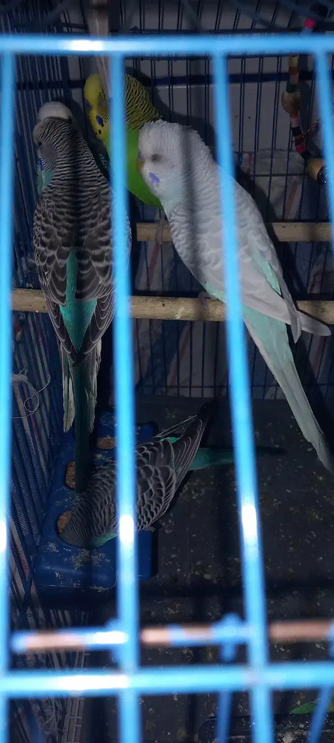 مرغ عشق|پرنده|امیدیه, |دیوار