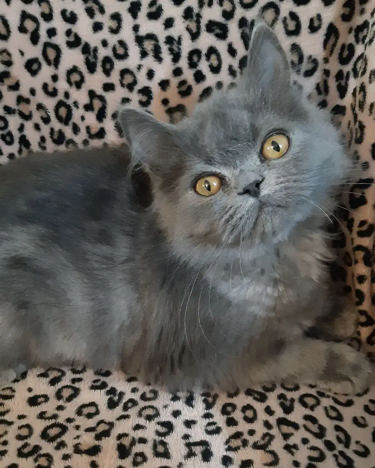 گربه اسکاتیش بلو|گربه|بجنورد, |دیوار