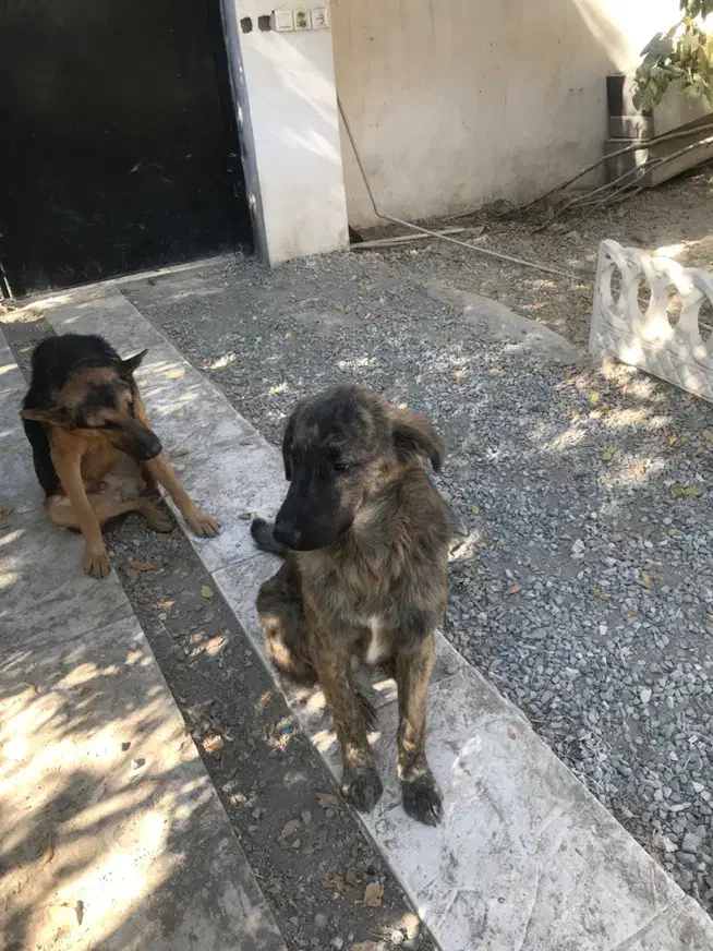 واگذاری سگ نگهبان|سگ|هشتگرد, تهران دشت|دیوار