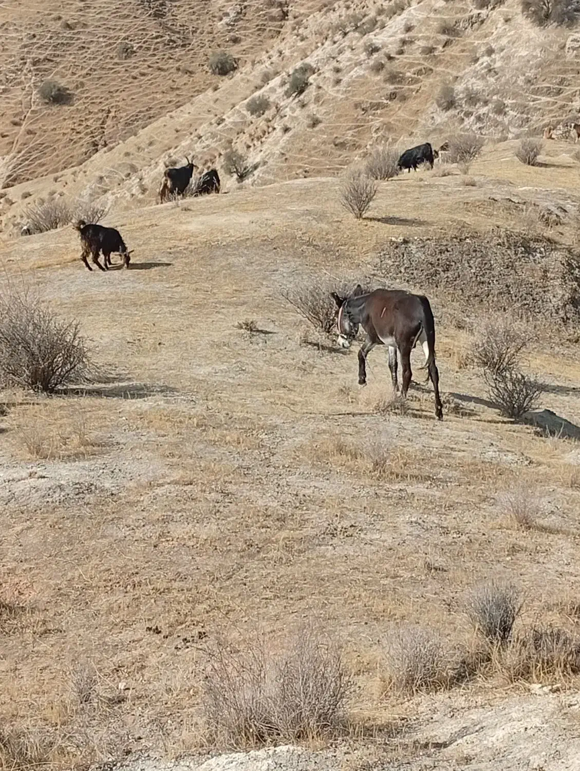 الاغ|حیوانات مزرعه|دهدشت, |دیوار