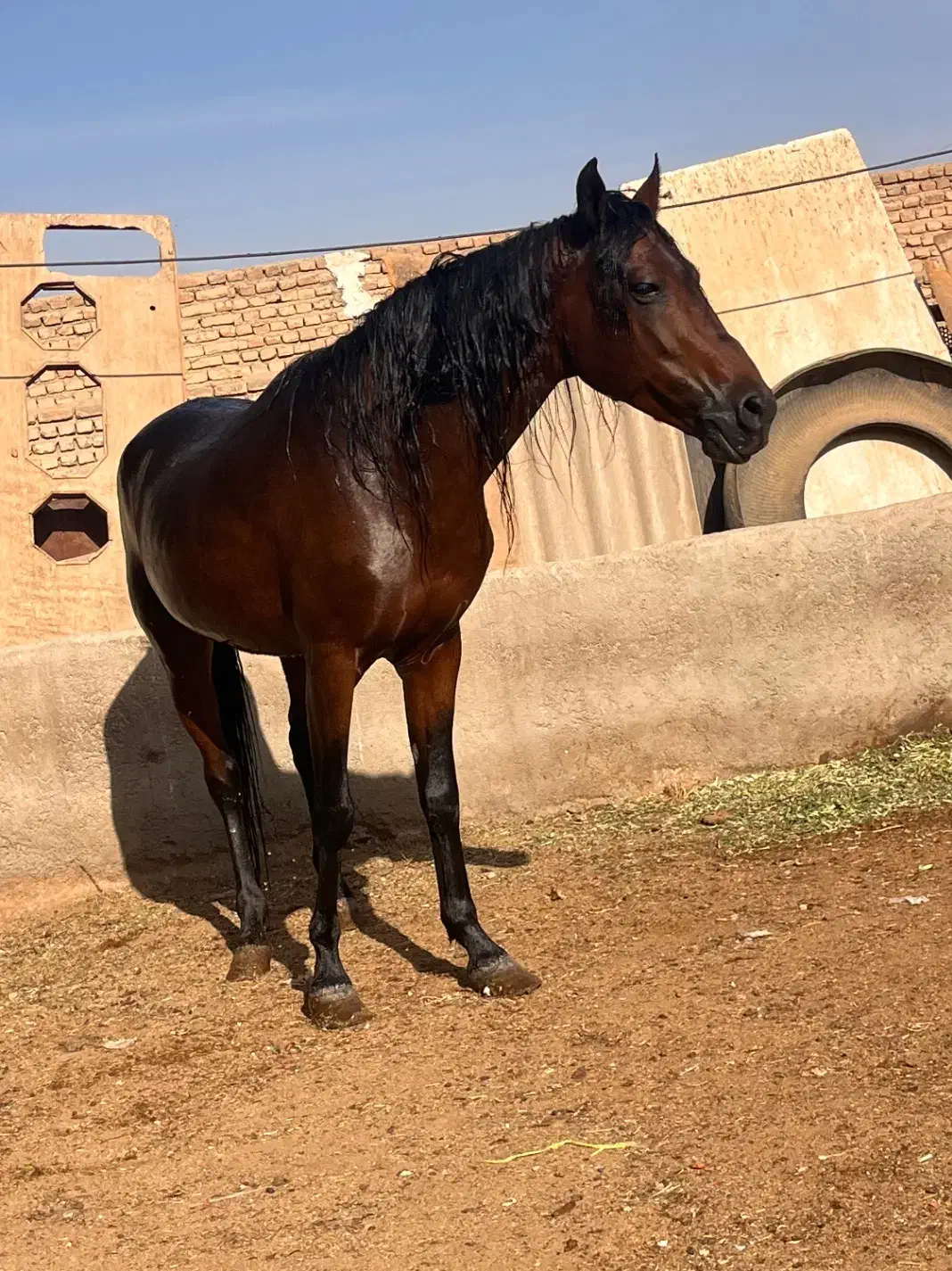 اسب نریون عرب|حیوانات مزرعه|پیشوا, |دیوار