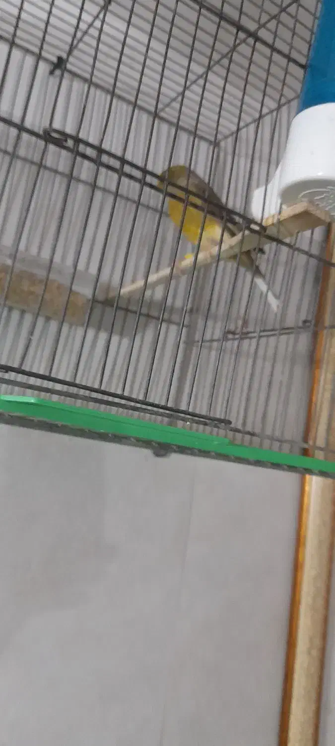 قناری نر|پرنده|رباط‌کریم, نصیرشهر|دیوار