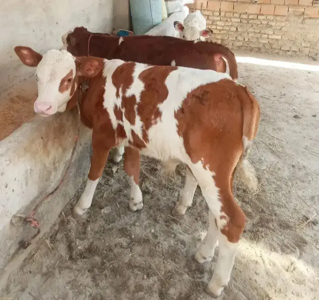 جهت خرید انواع گوساله پرواری داشتی|حیوانات مزرعه|تهران, بوستان ولایت|دیوار