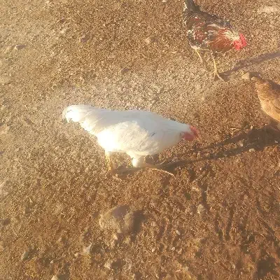 غاز و بوقلمون و خروس|حیوانات مزرعه|دره شهر, |دیوار