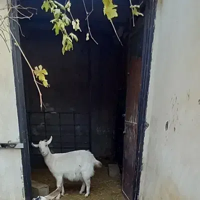 بز سانن و الپاین|حیوانات مزرعه|کرمان, |دیوار