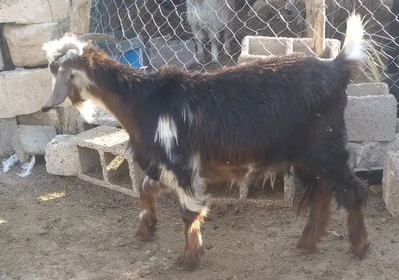 تربز چپر|حیوانات مزرعه|مسجد سلیمان, |دیوار