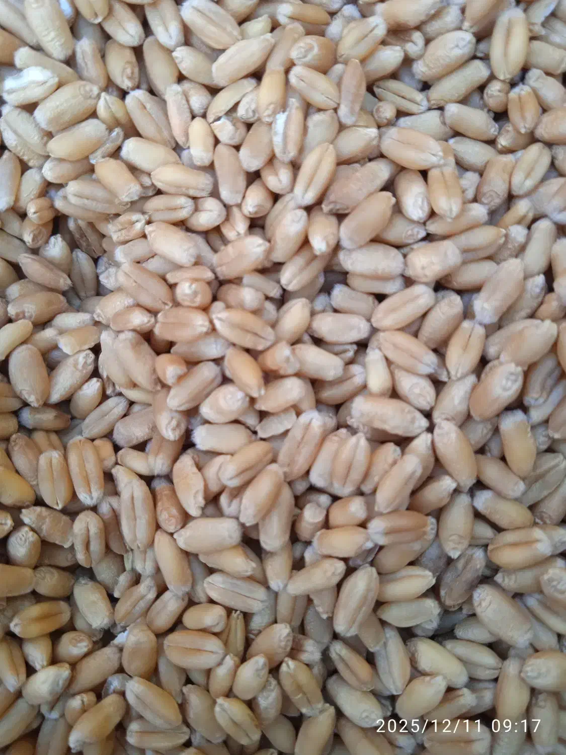 گندمبذریکلاته|عمدهفروشی|گنبد کاووس, |دیوار