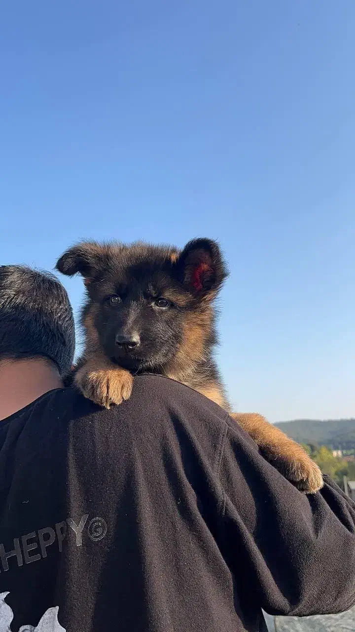 توله ژرمن شولاین اصیل|سگ|ساری, |دیوار