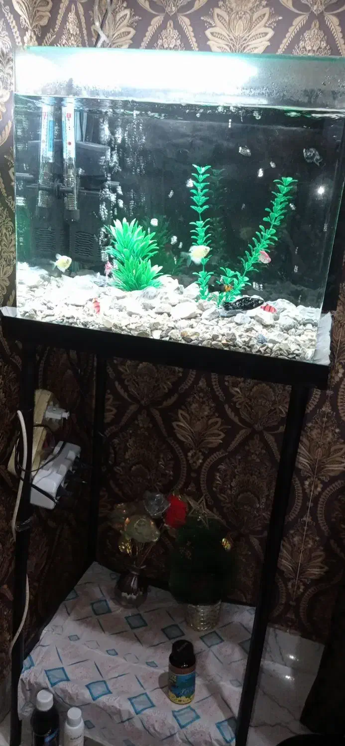 فروش فوری آکواریوم با پایه و لوازم جانبی زیر قیمت|ماهی|آستارا, |دیوار
