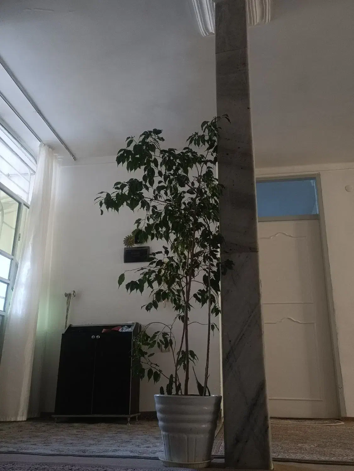 گل دو متری|گل و گیاه طبیعی|نقده, |دیوار