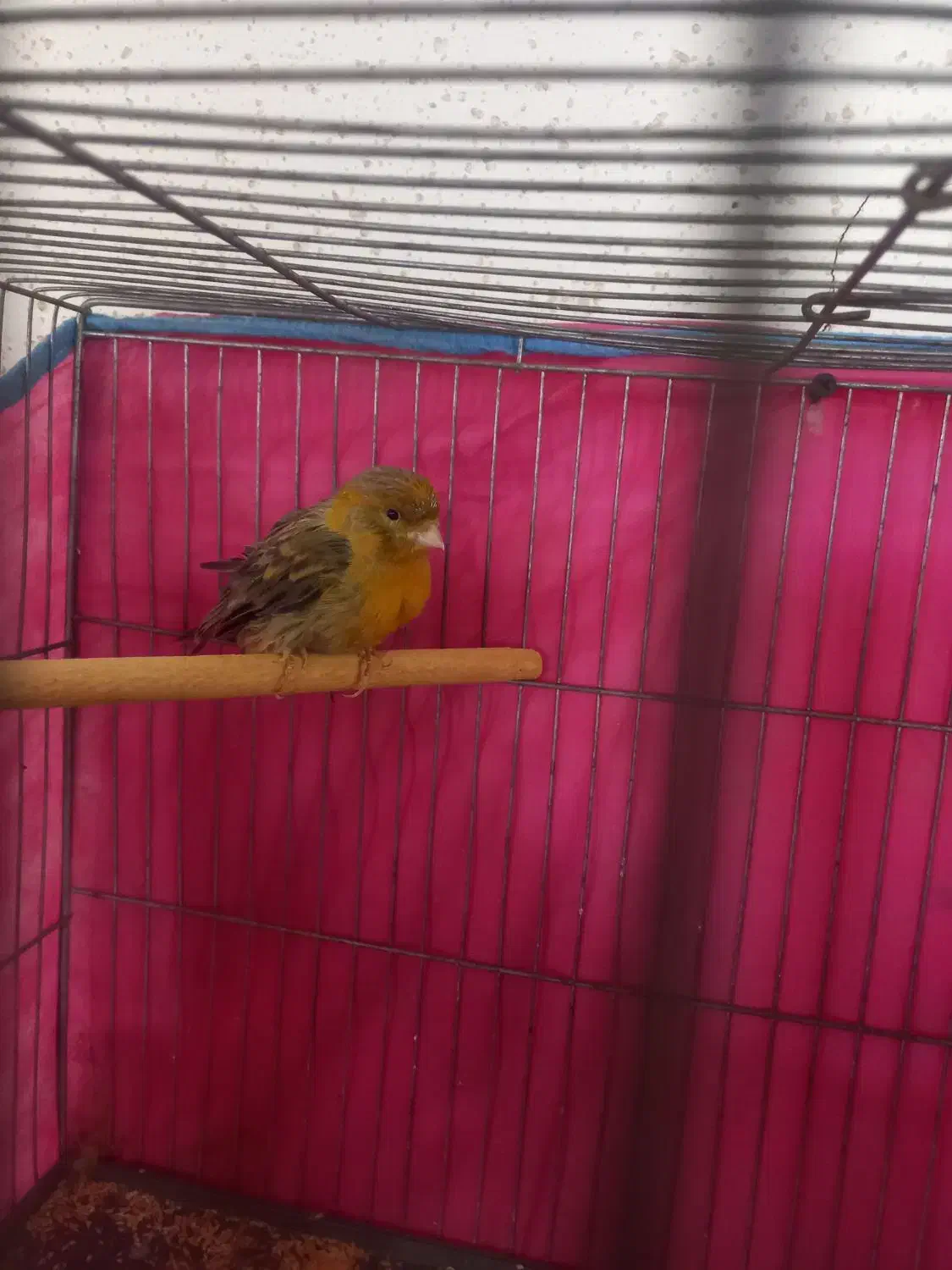 قناری نر|پرنده|قم, ولیعصر|دیوار