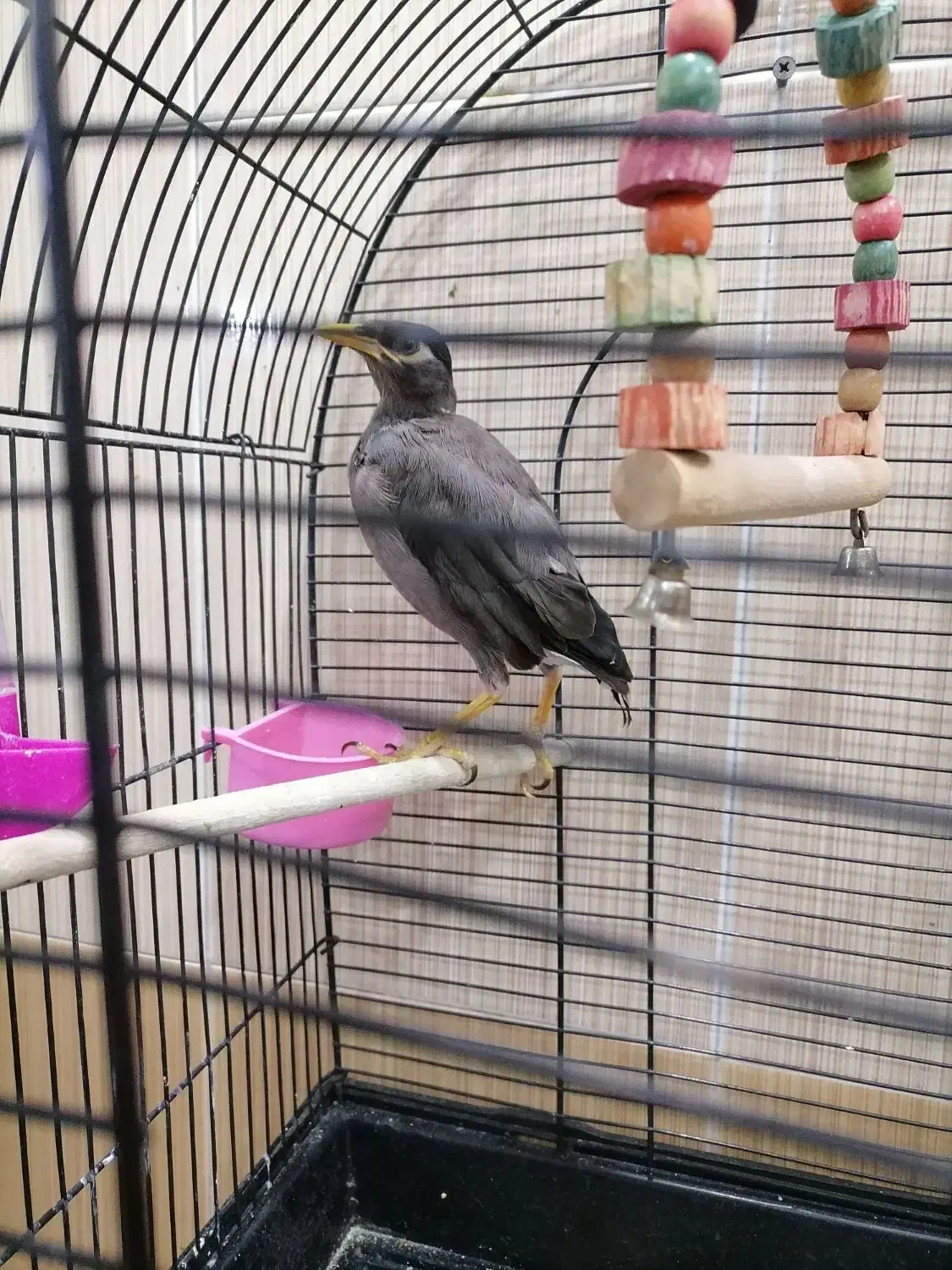 جوجه مرغ مینا|پرنده|قم, نیروگاه|دیوار