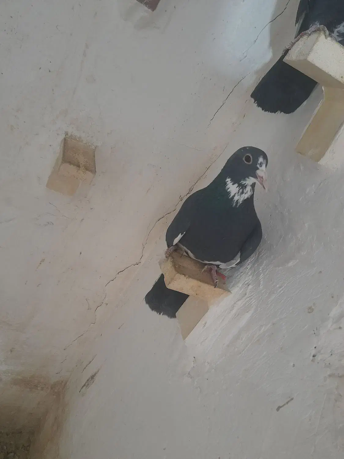 نر سیاه پلنگ|پرنده|زرند, |دیوار