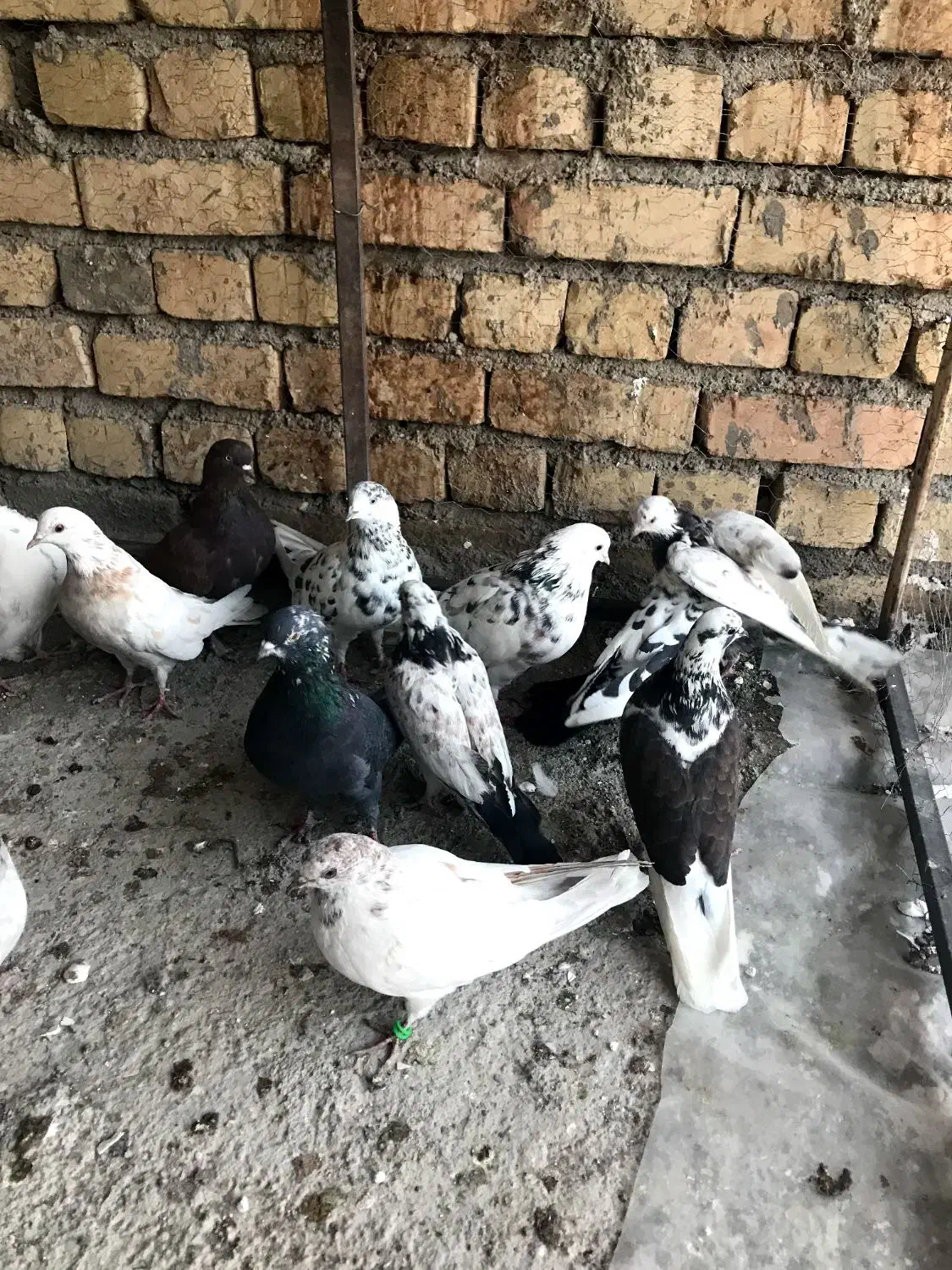 ۱۴کفتر ۱۶۰۰|پرنده|کاشان, پشت شهربانی|دیوار