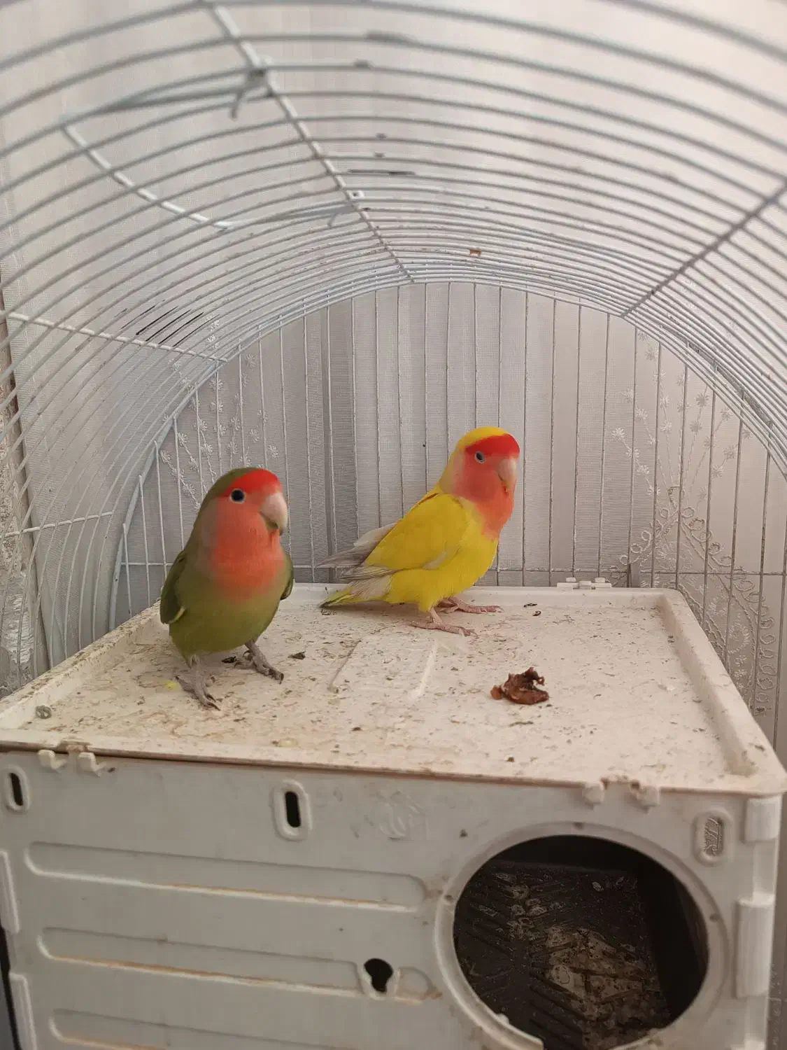 طوطی|پرنده|پیشوا, |دیوار