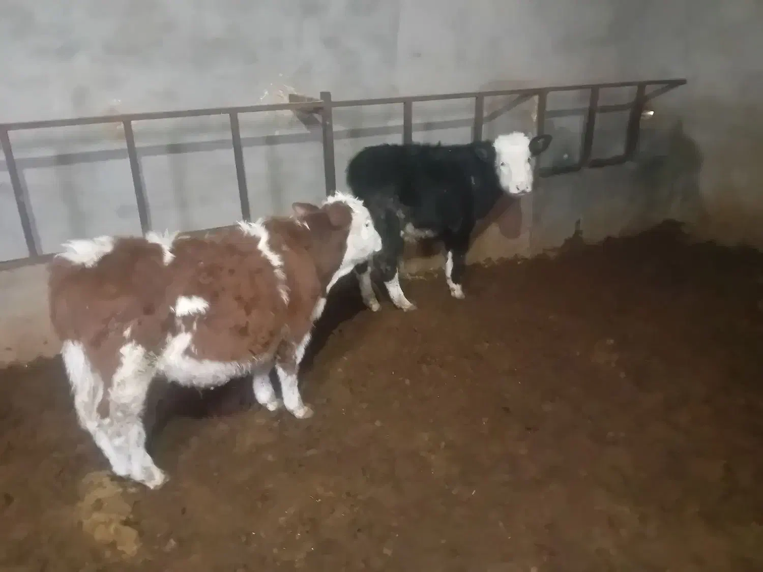 6راس سیمیتال درجه یک|حیوانات مزرعه|رامند, |دیوار