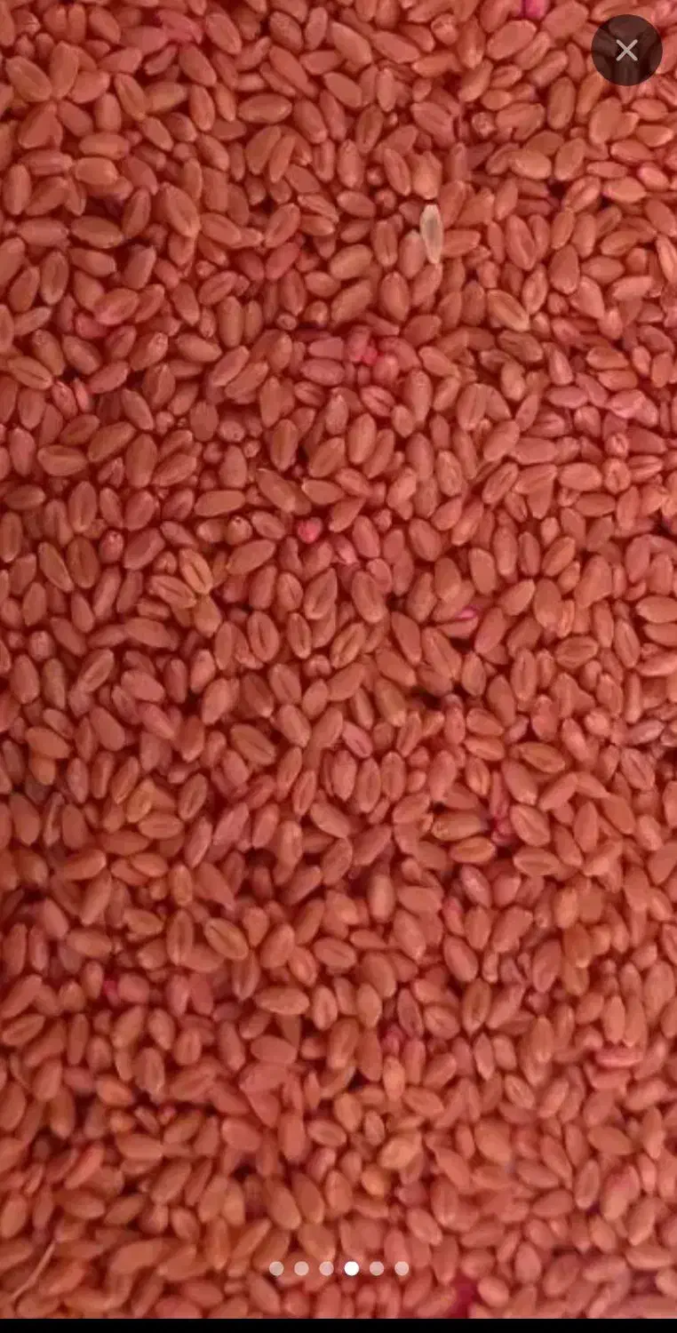 گندم پیشگام|گل و گیاه طبیعی|قروه, |دیوار