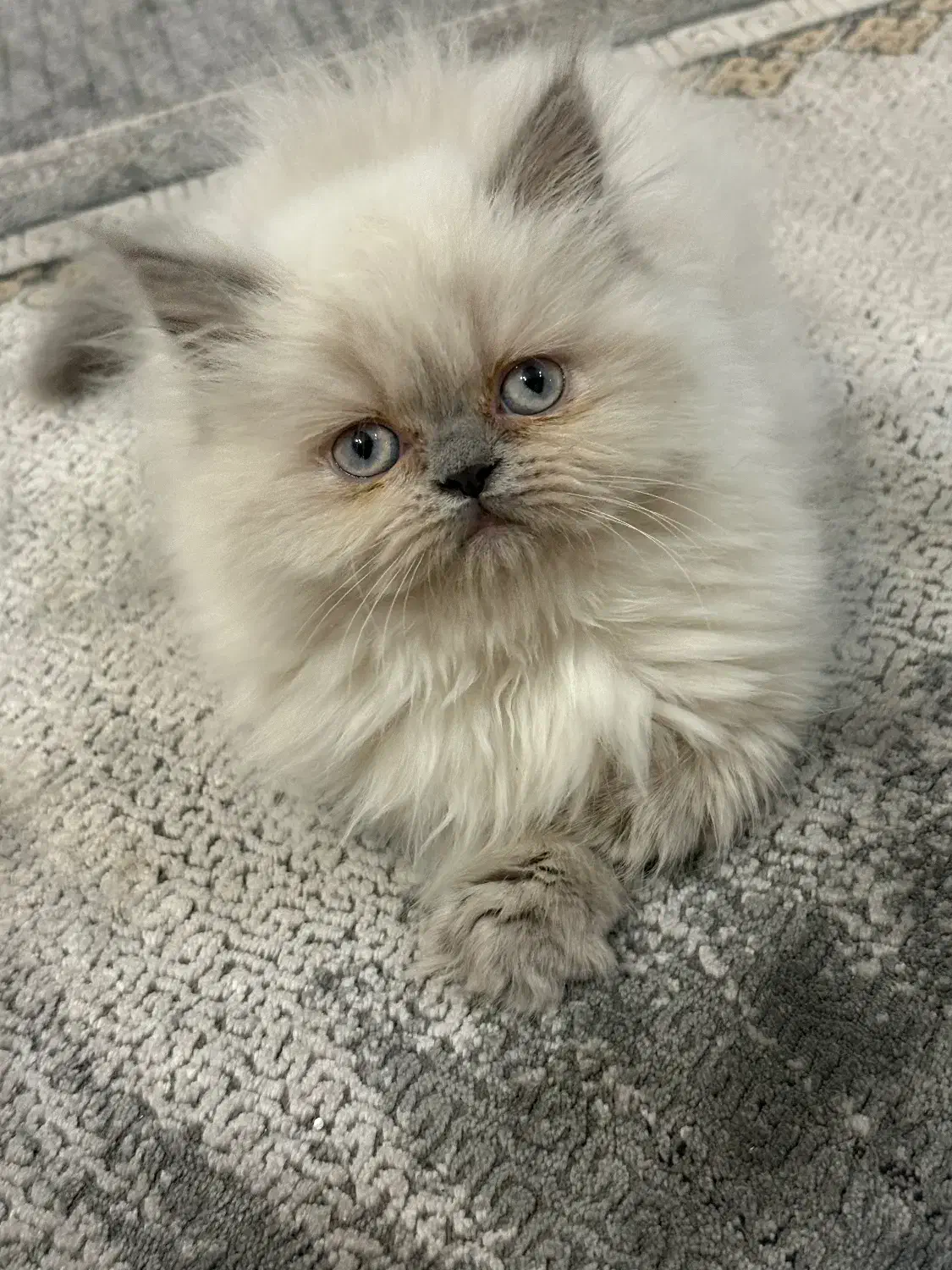 گربه|گربه|بندرعباس, |دیوار