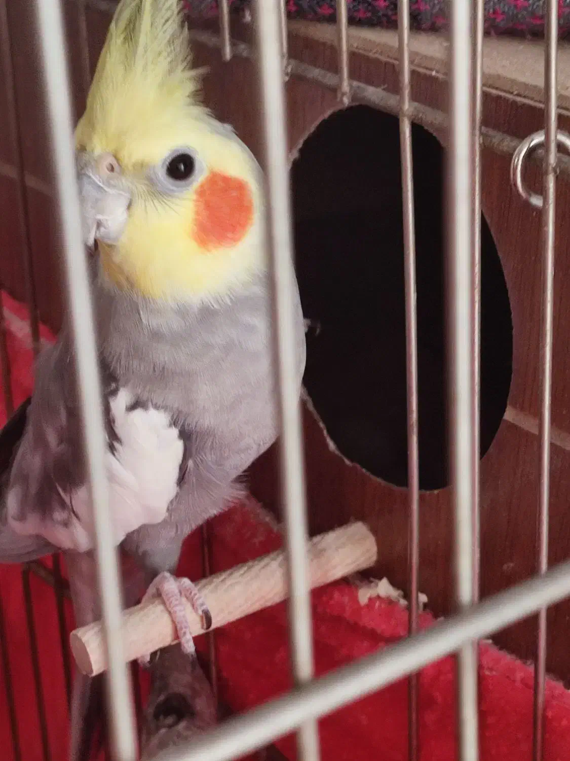 عروس هلندی جفت مولد|پرنده|خمین, |دیوار