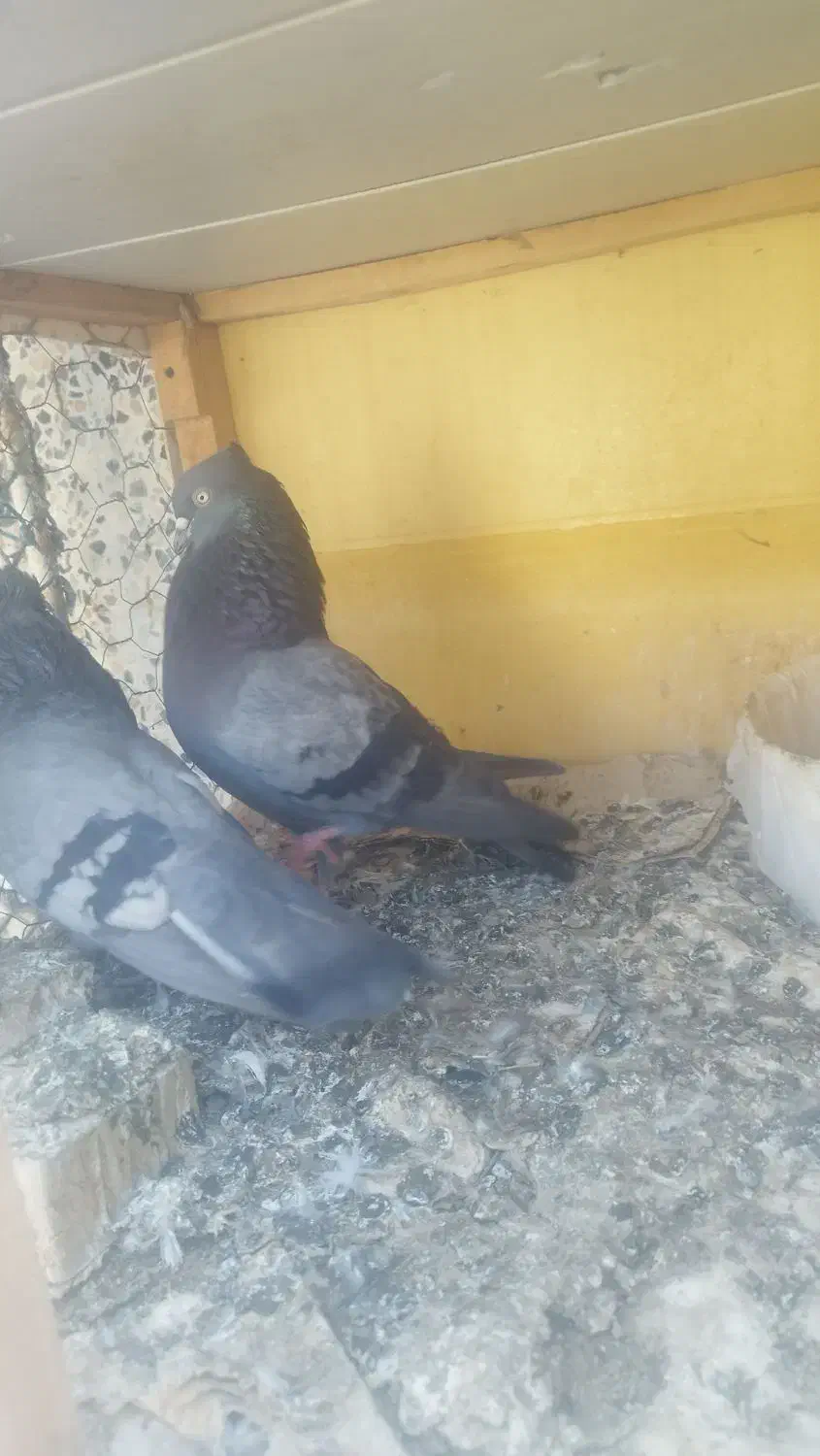 کبوتر بوشهری|پرنده|بوشهر, |دیوار