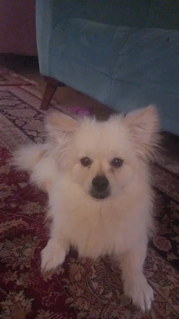 سگ همراه وسایل کامل|سگ|شاهینشهر, خانه کارگر|دیوار