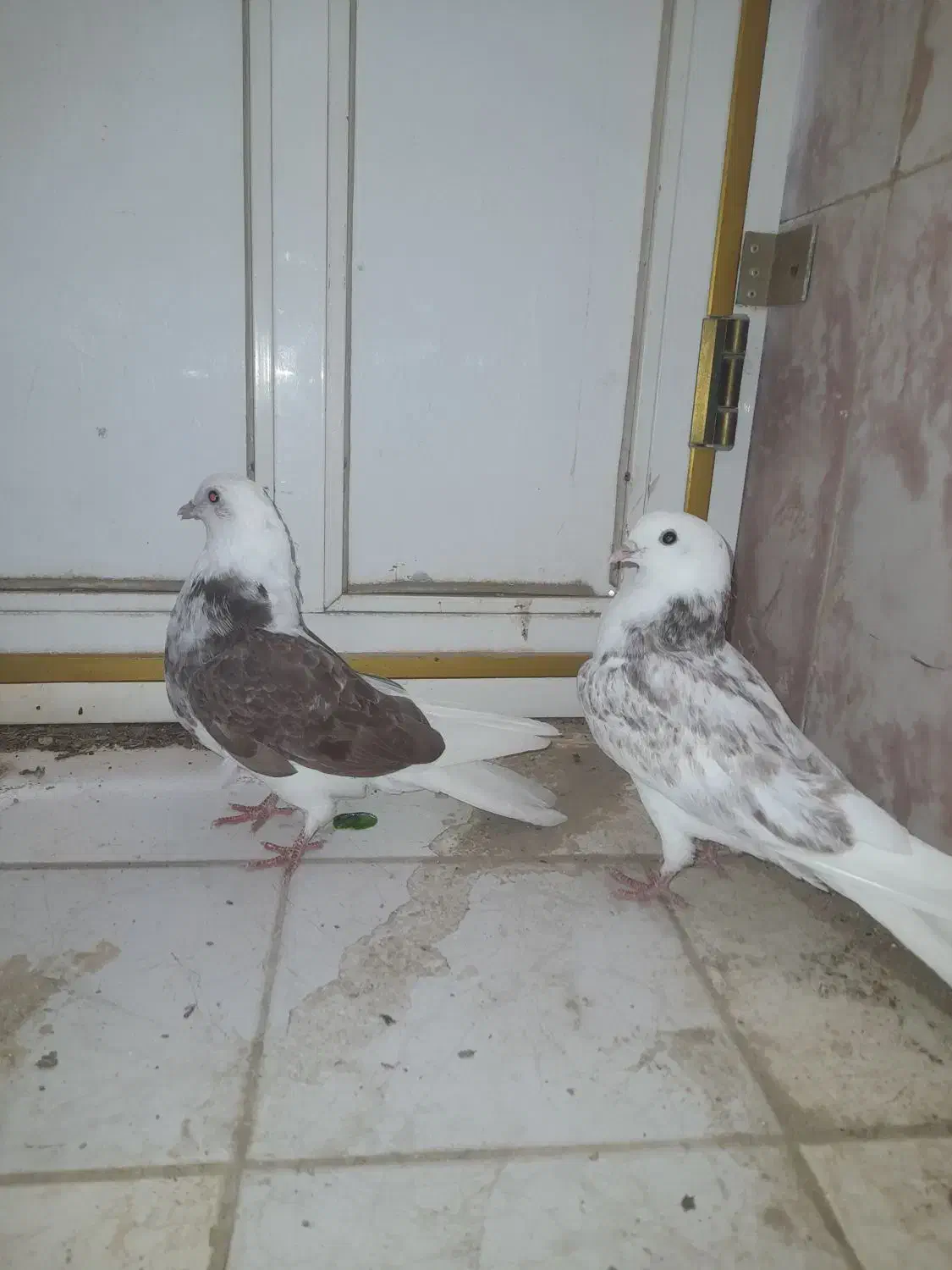 کبوتر هشتبندی|پرنده|توکهور, |دیوار