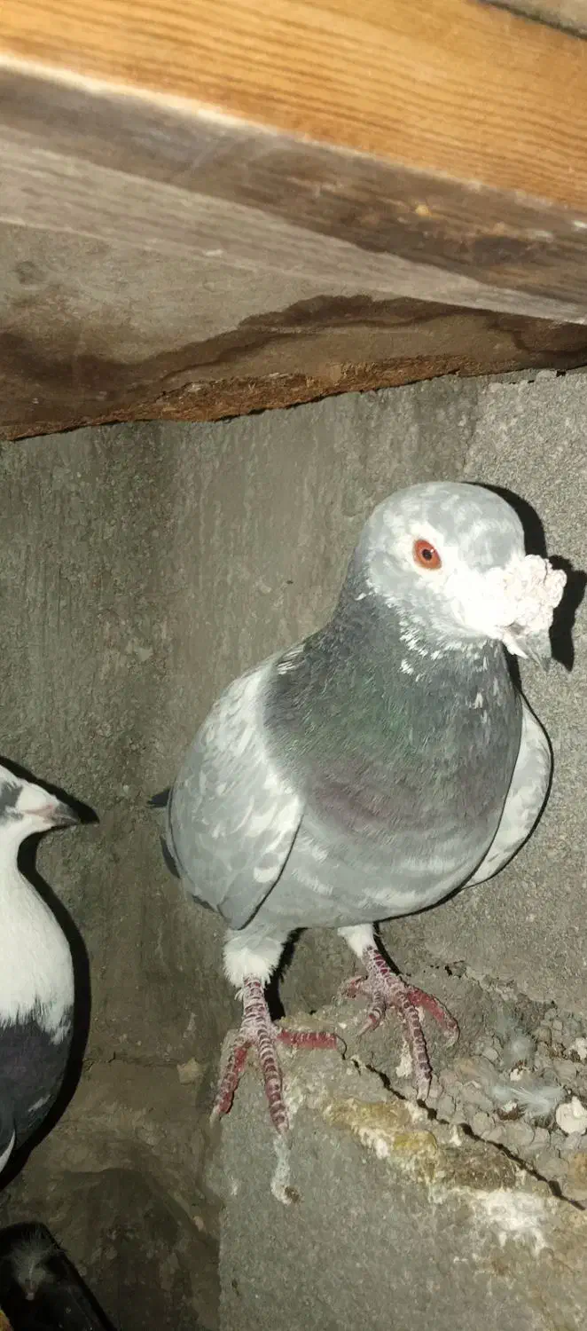 حیون|حیوانات|ایذه, |دیوار