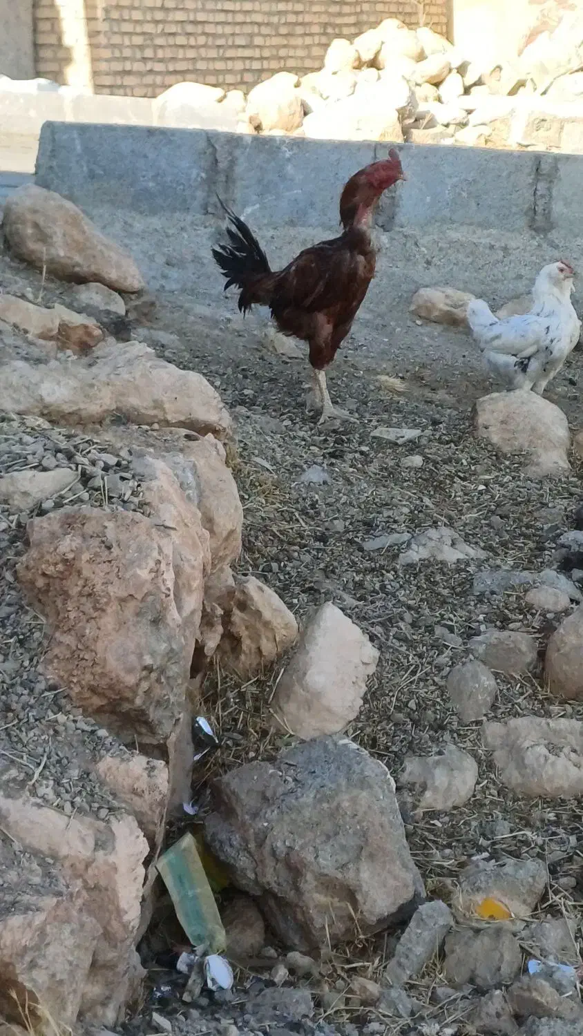 خروس لاری اصل|حیوانات مزرعه|دیواندره, |دیوار