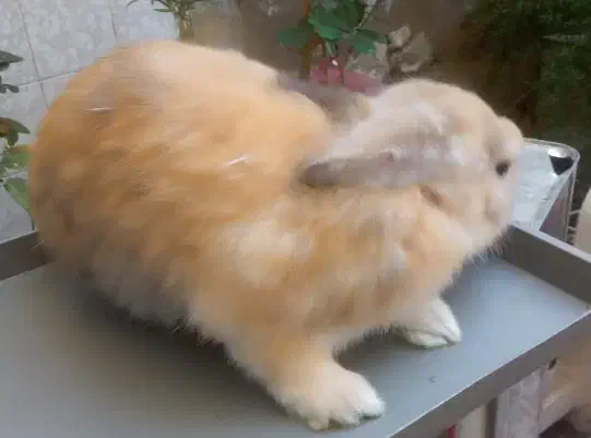 خرگوش ناز|موش و خرگوش|رشت, جانبازان|دیوار