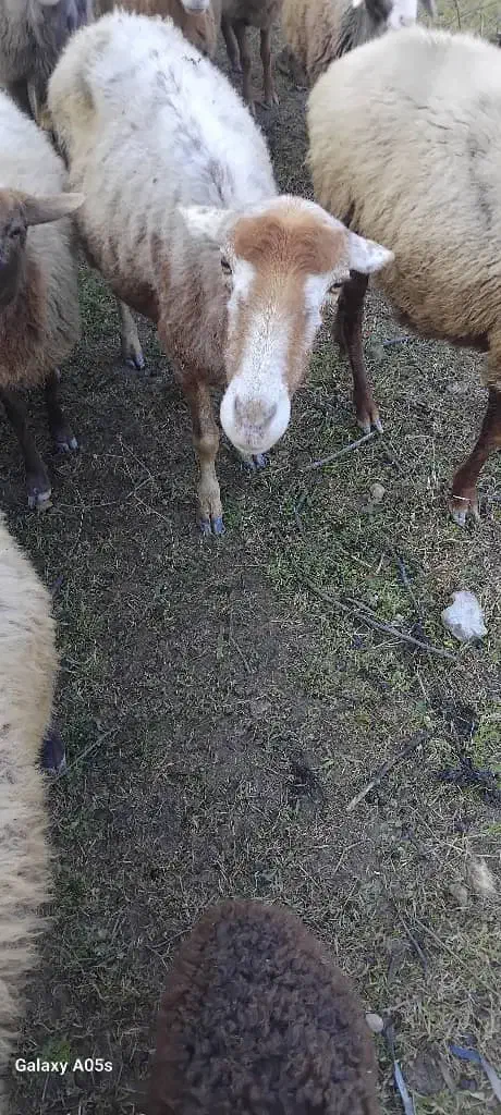 گوسفند ماده  با بره نر|حیوانات مزرعه|کیاسر, |دیوار