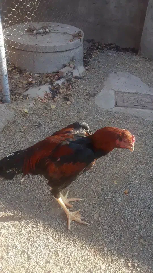 ۴ عدد خروس لاری شش ماهه دونک بالا سالم|حیوانات مزرعه|میانه, |دیوار