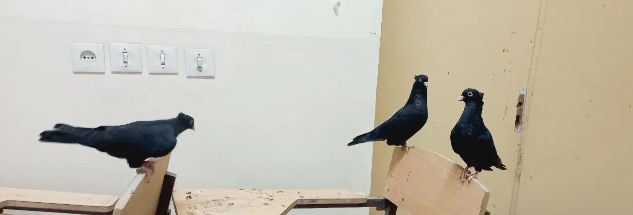 کبوتر زاغ آبادانی اصیل ذات دار|پرنده|خاش, |دیوار