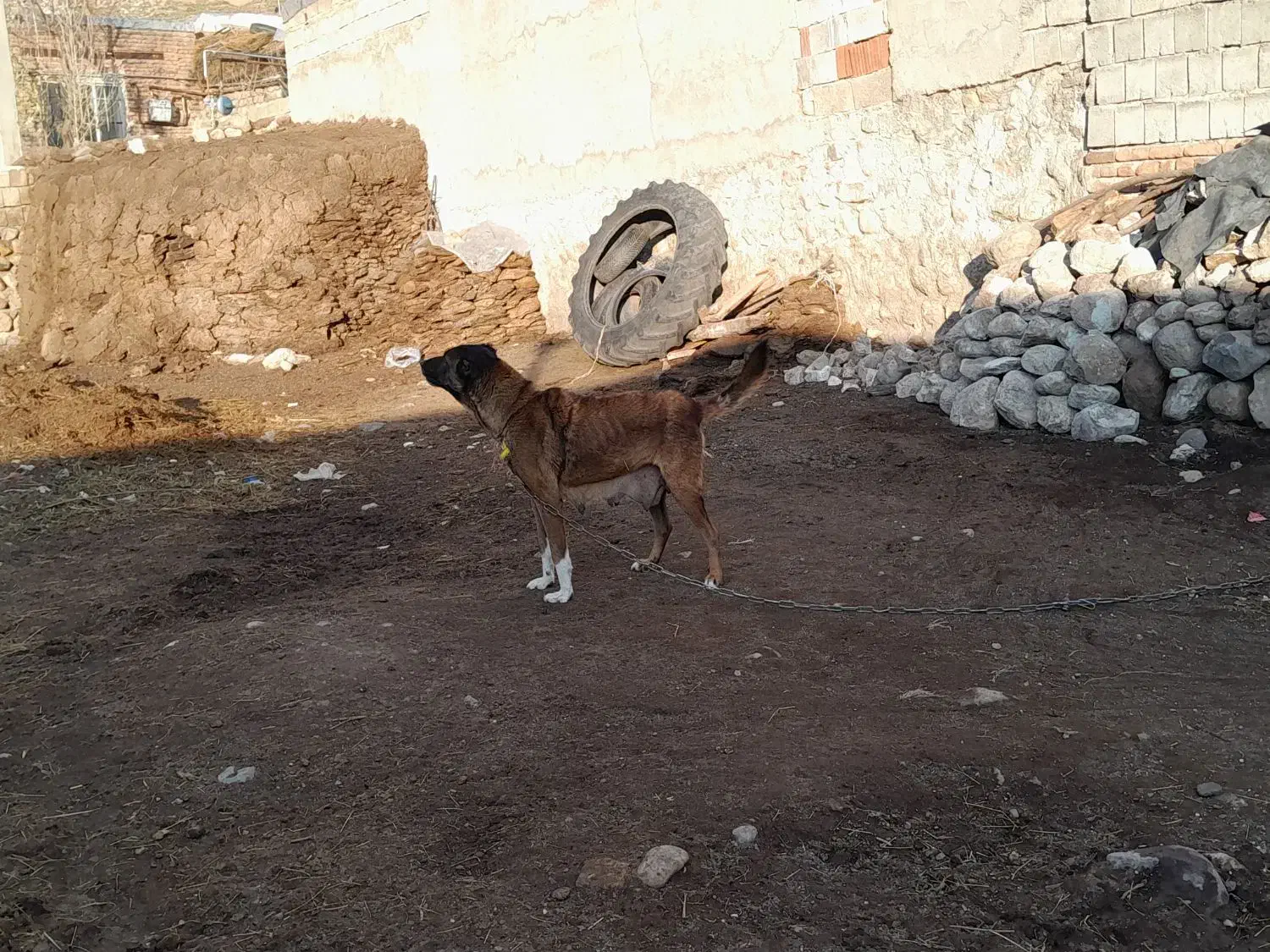 سرابی ماده|سگ|اردبیل, |دیوار