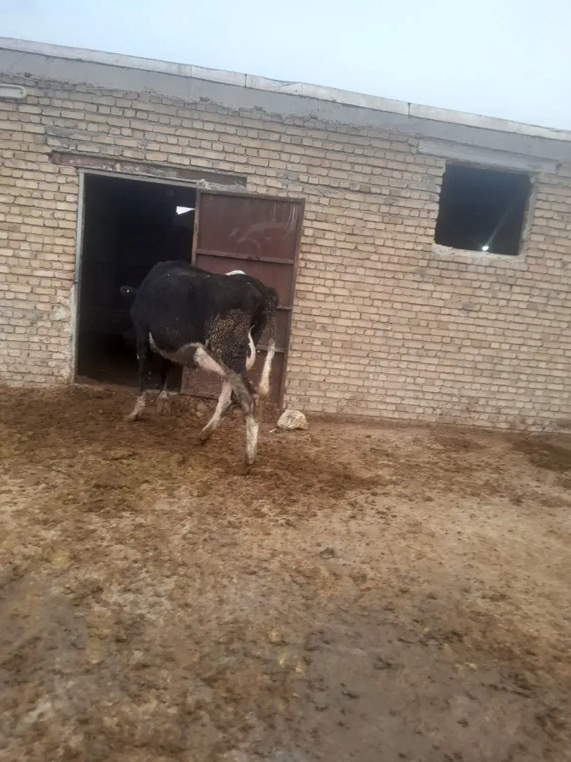 گاو  قصر ساغن|حیوانات مزرعه|نوشین شهر, |دیوار