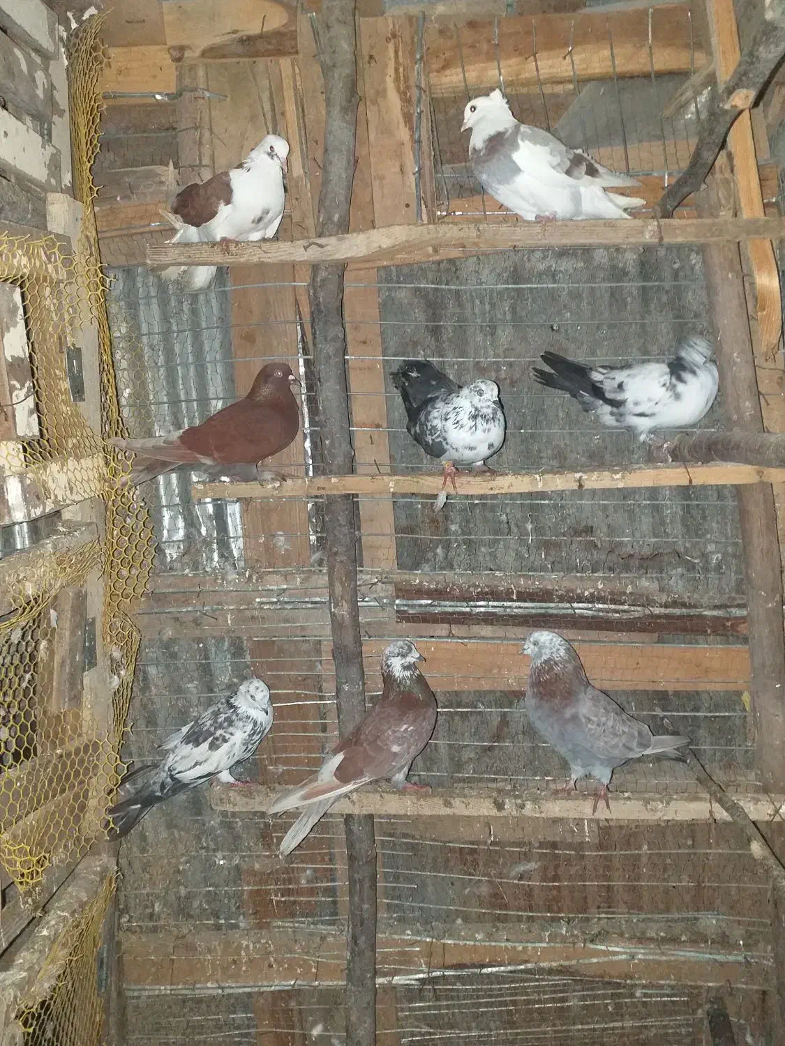 کبوتر پرشی وجفت گاهی|پرنده|احمدسرگوراب, |دیوار