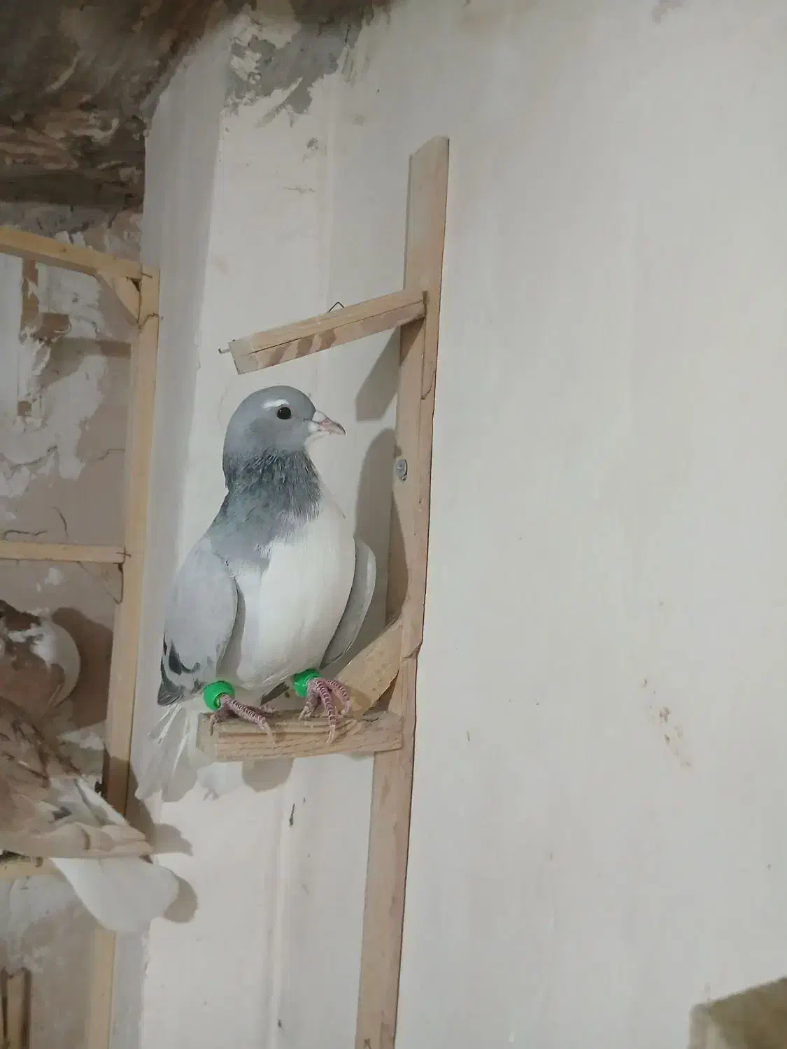 سه عددساده|حیوانات|گنبد کاووس, |دیوار