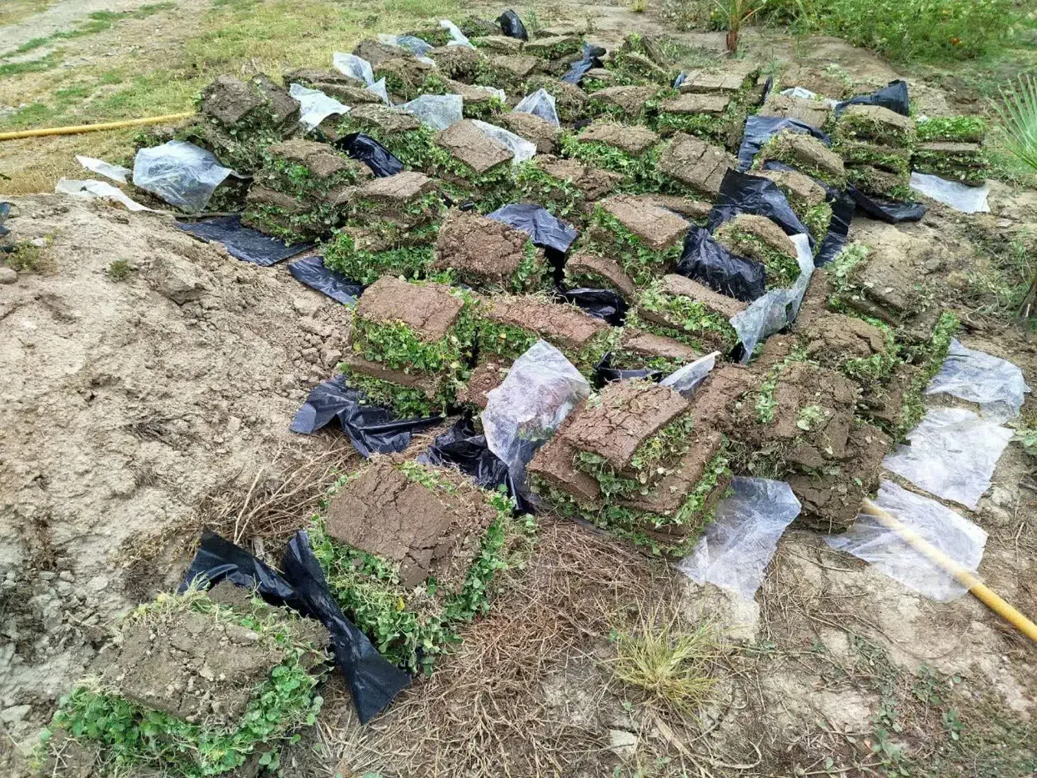 چمن طبیعی دایکوندرا|خدمات باغبانی و درختکاری|دابودشت, |دیوار