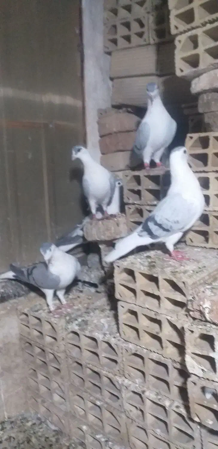 کبوتر نروماده آماده تخم گذاری|پرنده|مشهد, شهید علی محمدی|دیوار