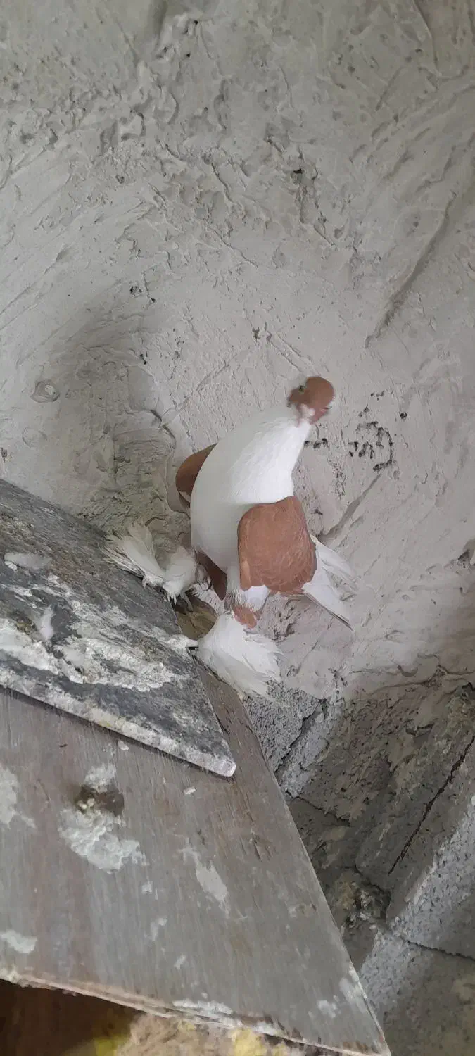 کبوتر|پرنده|صوفیان, |دیوار