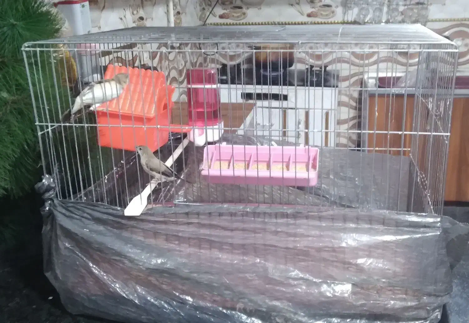 یک جفت فنچ با قفس|پرنده|ایرانشهر, |دیوار