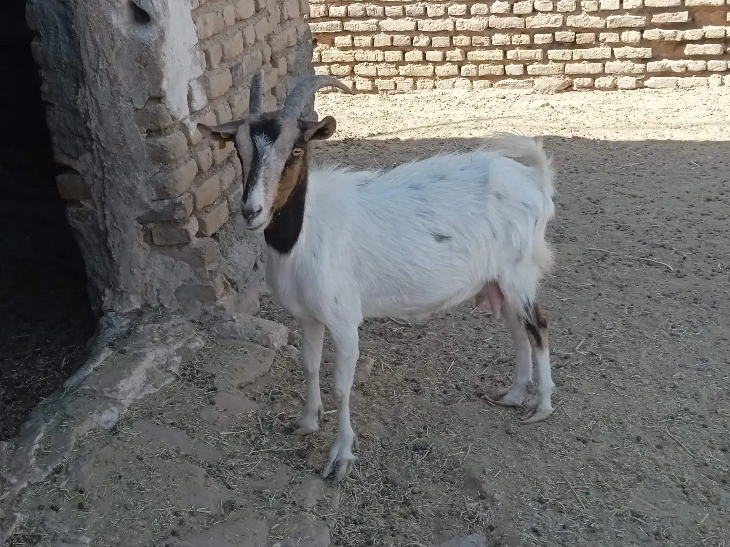 بز آبستن|حیوانات مزرعه|فردوس (خراسان), |دیوار