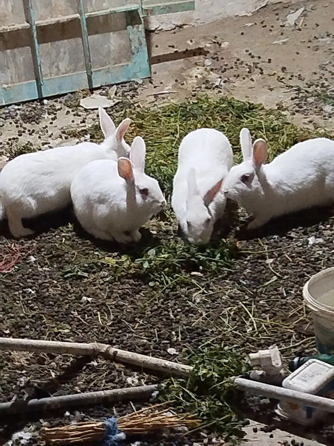 خرگوش|موش و خرگوش|ملک‌آباد, |دیوار