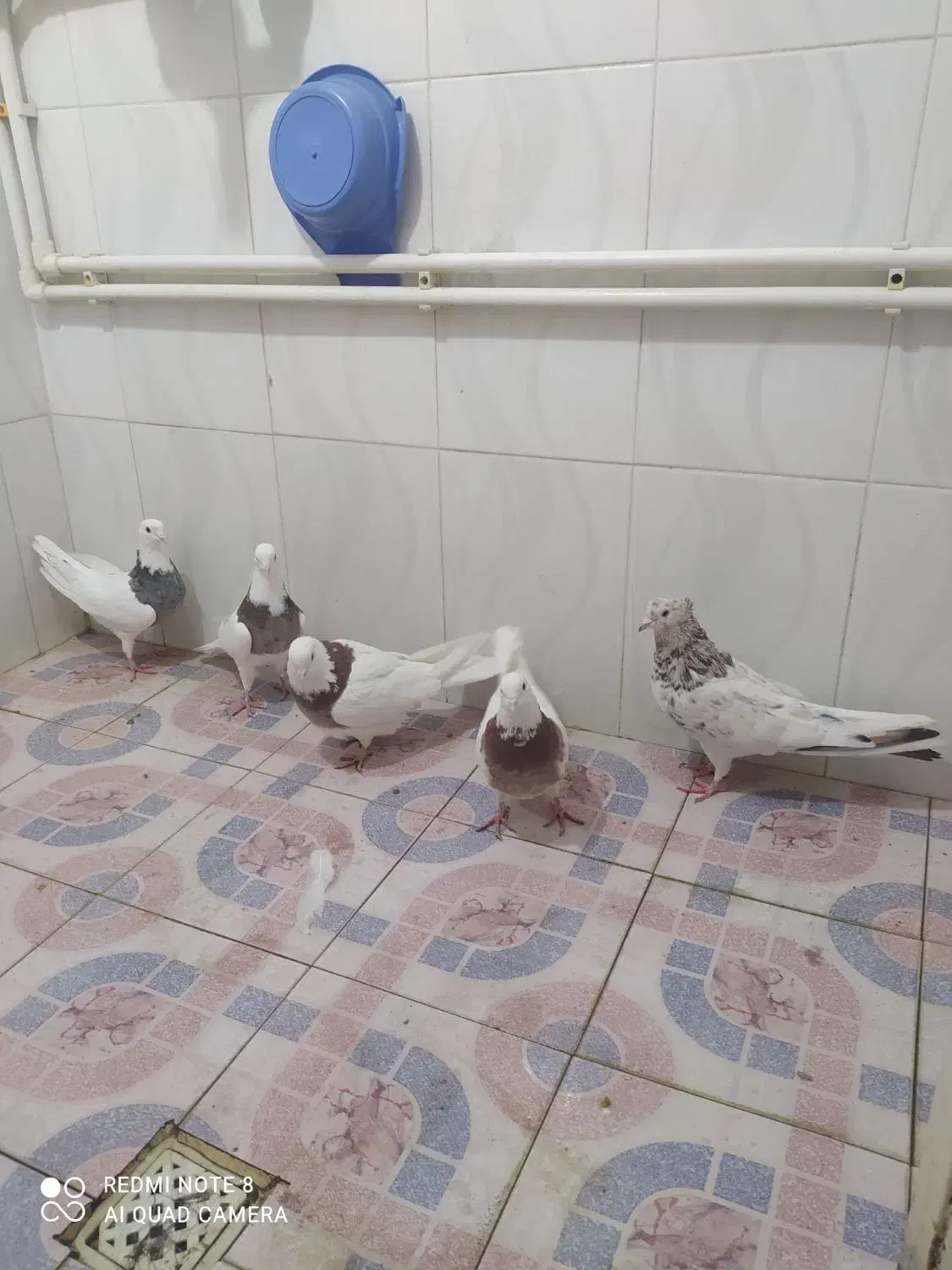 فروشی کفتر.فروش باهمه|پرنده|اسدآباد, |دیوار