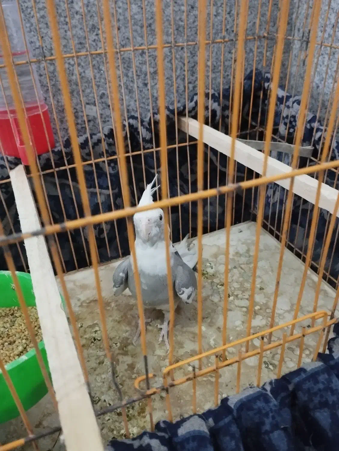 گمشده در محدوده ناظرآباد.دوروز پیش|پرنده|بجنورد, |دیوار