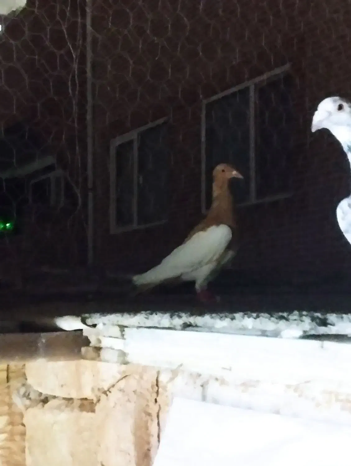 بهودی زردماده|پرنده|سبزوار, امیریه|دیوار